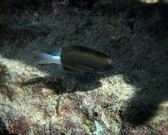 Слика од Pycnochromis hanui (Randall & Swerdloff 1973)