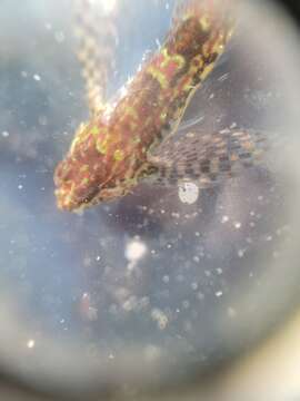 Image of Prickly sculpin