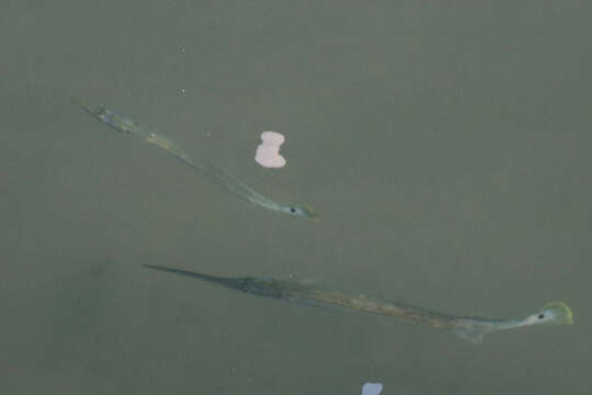 Image of Banded needlefish