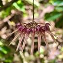 Image of Bulbophyllum melanoglossum Hayata