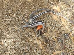 Image of Orange-throated Race-runner