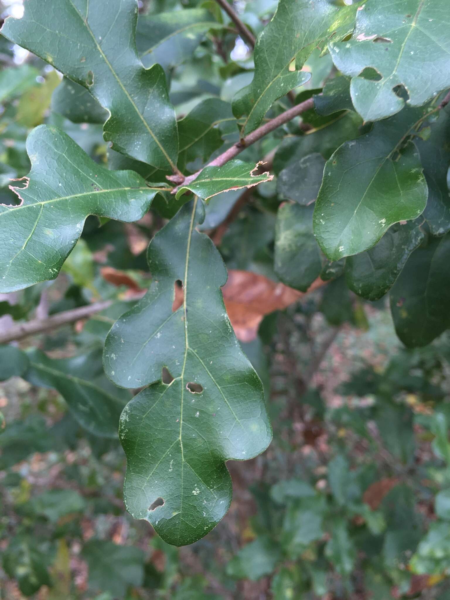 Imagem de Quercus austrina Small