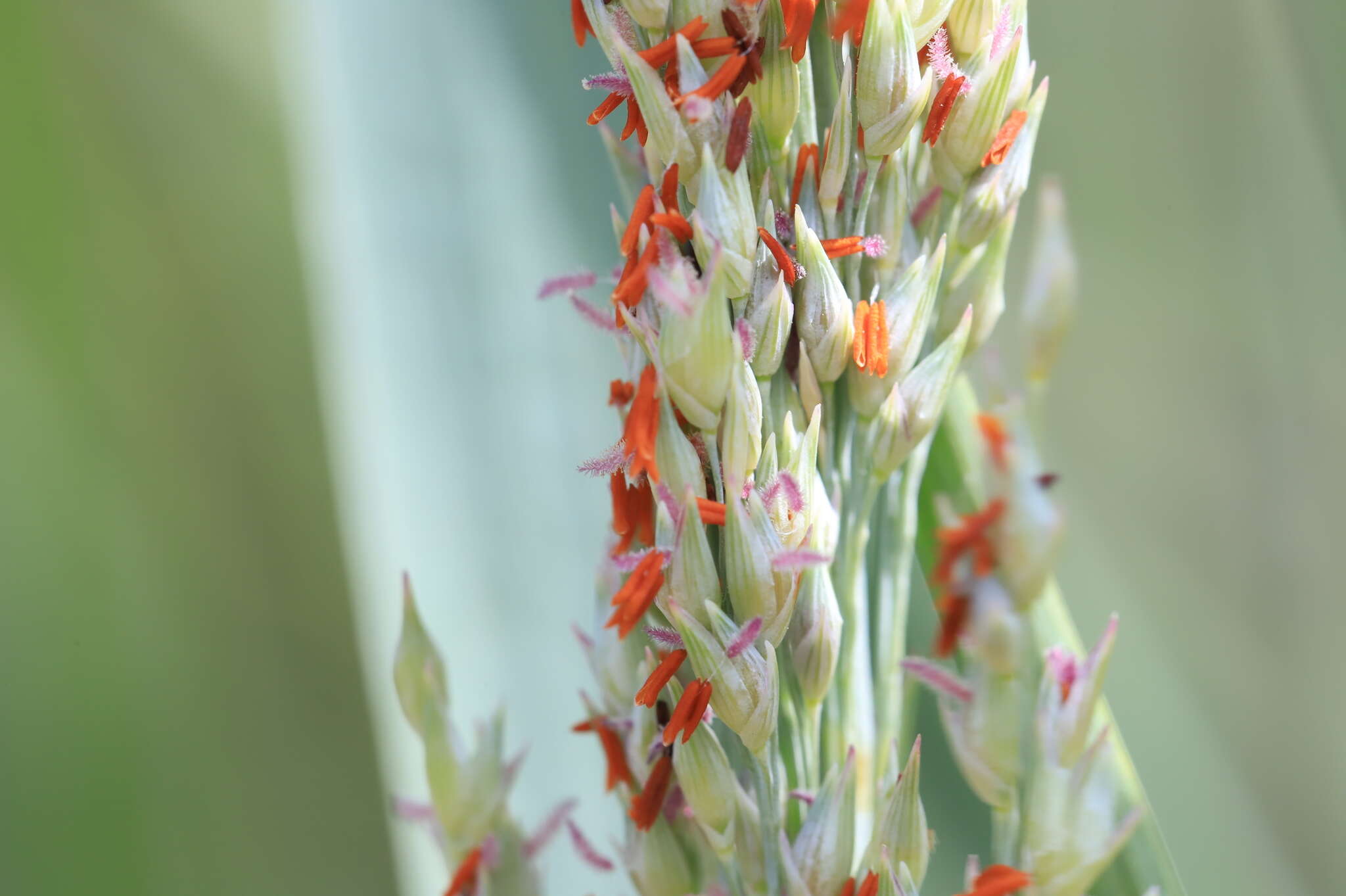 Plancia ëd Panicum amarum Elliott