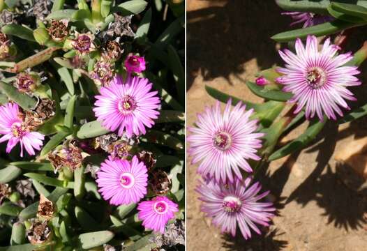 Imagem de Ruschia rariflora L. Bol.