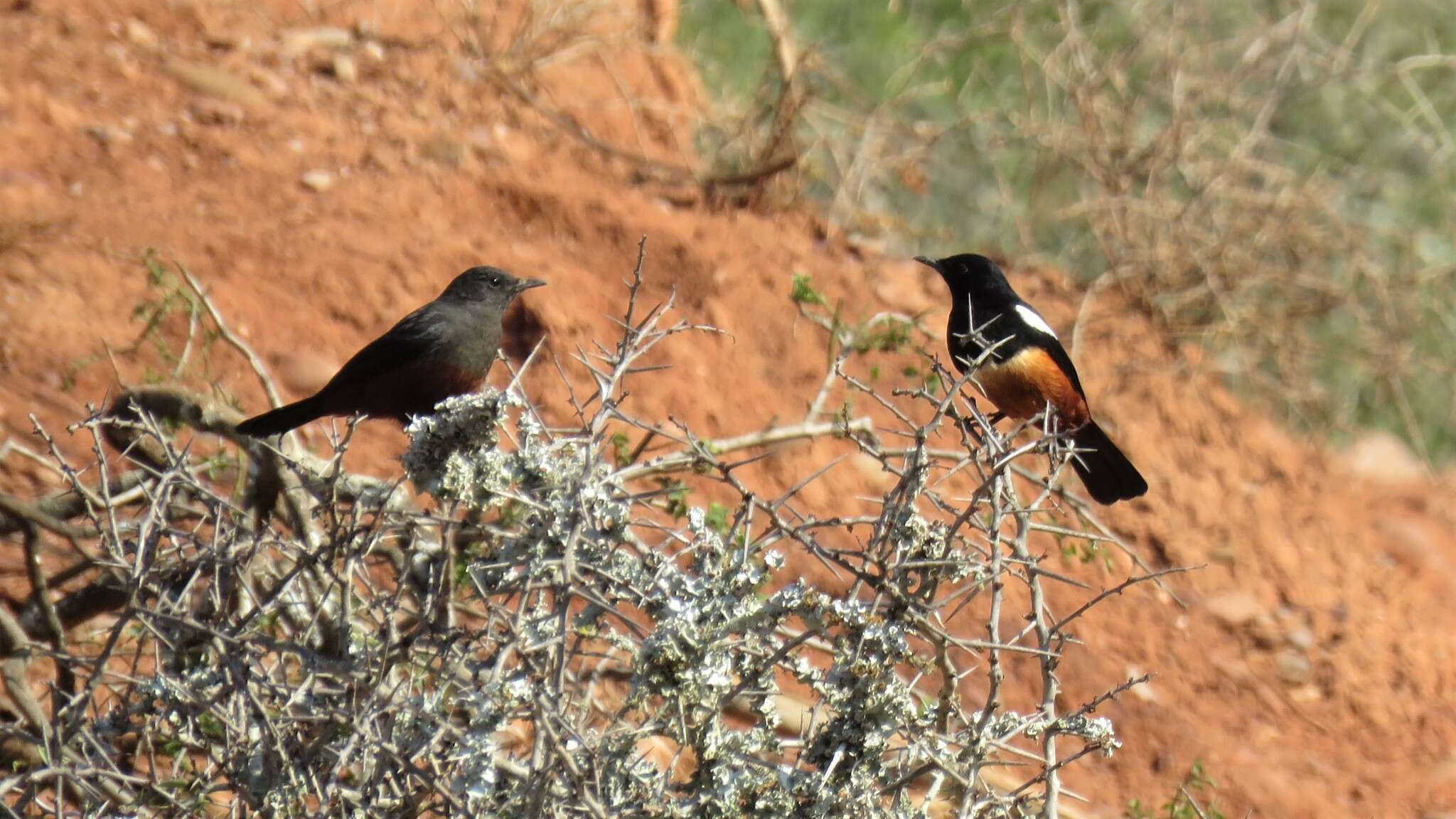 Sivun Thamnolaea cinnamomeiventris cinnamomeiventris (Lafresnaye 1836) kuva