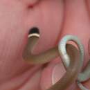 Image of Bocourt's Black-headed Snake