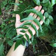 Image of Asplenium falcatum Lam.