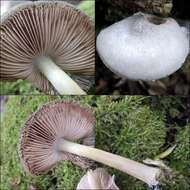 Pluteus salicinus (Pers.) P. Kumm. 1871 resmi