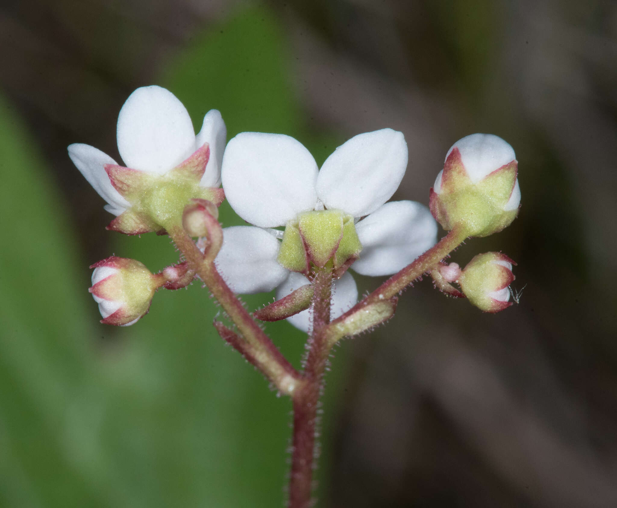 Image of Columbian Pseudosaxifrage