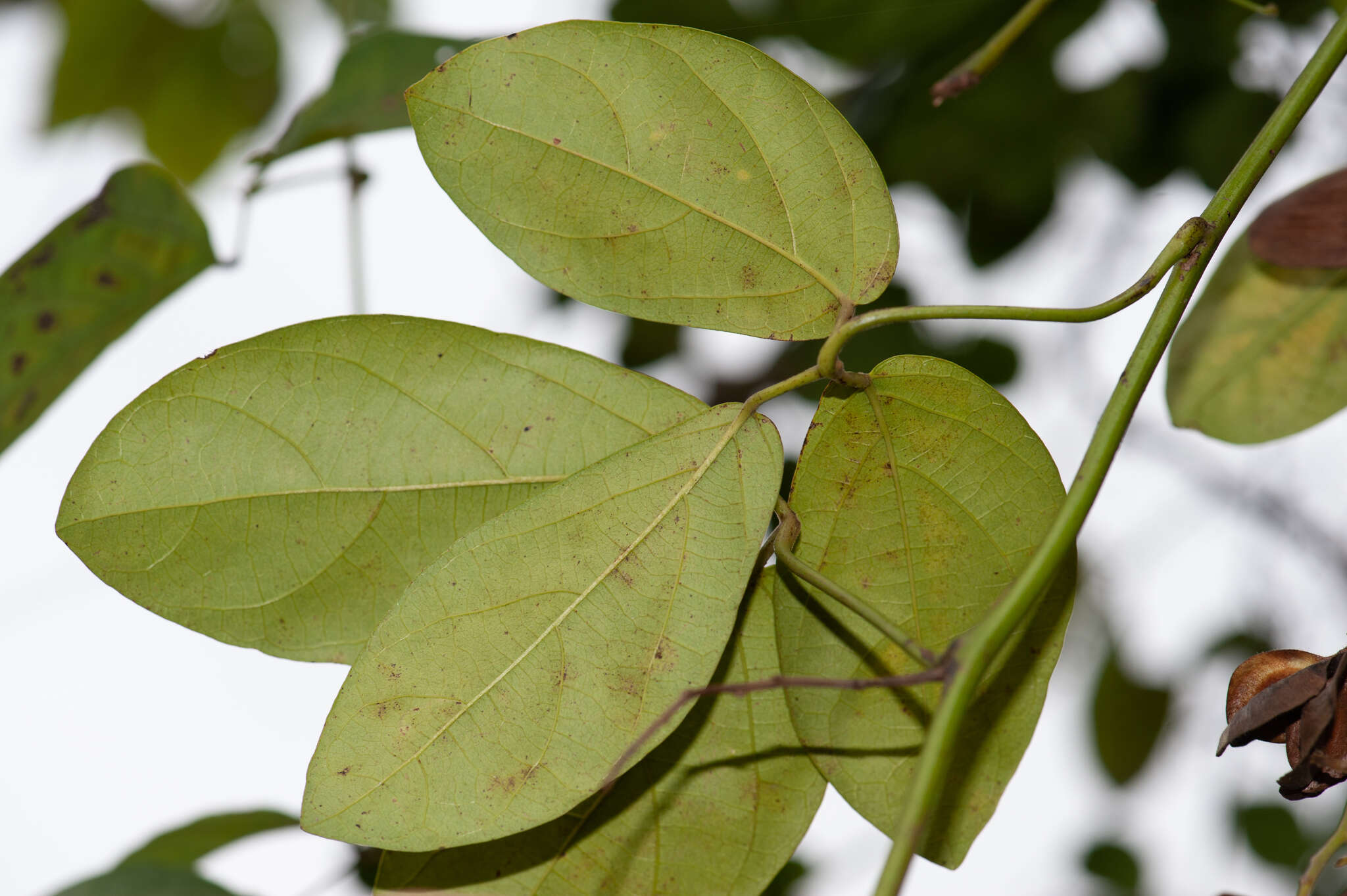 Image of Illigera rhodantha Hance