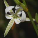 Image of Echeandia parviflora Baker