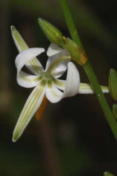 Image of Echeandia parviflora Baker