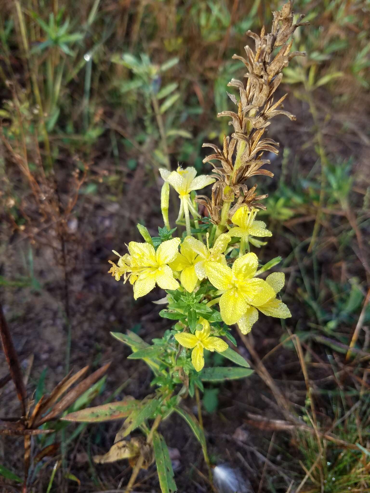 صورة Oenothera rhombipetala Nutt. ex Torr. & Gray