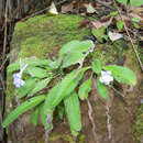 Image of Streptocarpus cyaneus subsp. polackii (B. L. Burtt) Weigend & T. J. Edwards