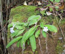 Plancia ëd Streptocarpus cyaneus subsp. polackii (B. L. Burtt) Weigend & T. J. Edwards