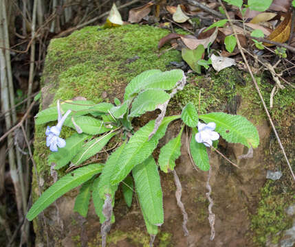 Image of Streptocarpus cyaneus subsp. polackii (B. L. Burtt) Weigend & T. J. Edwards