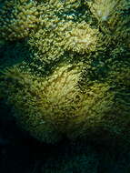 Image of red-mouth mushroom anemone