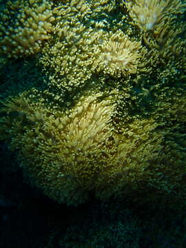 Image of red-mouth mushroom anemone