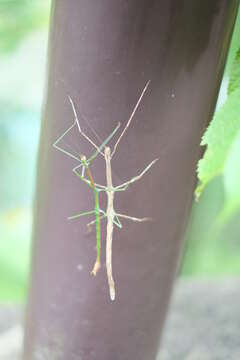 Image of Phraortes elongatus (Thunberg 1815)