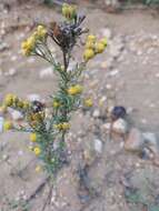 Tanacetum annuum L. resmi