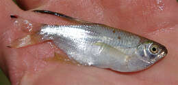 Image of Clear-finned dragonfin tetra