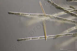 Image of Acrochaetiaceae