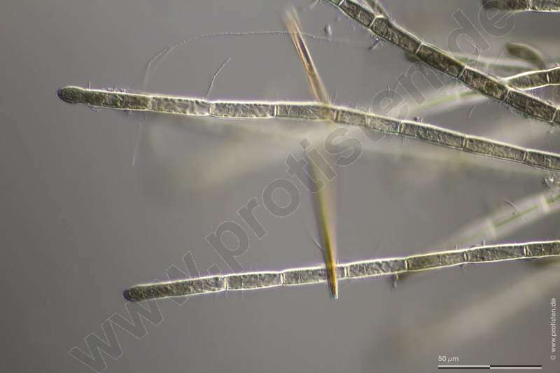 Image of Acrochaetiaceae
