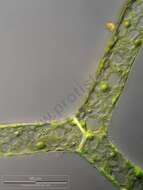 Image of Hydrodictyon reticulatum
