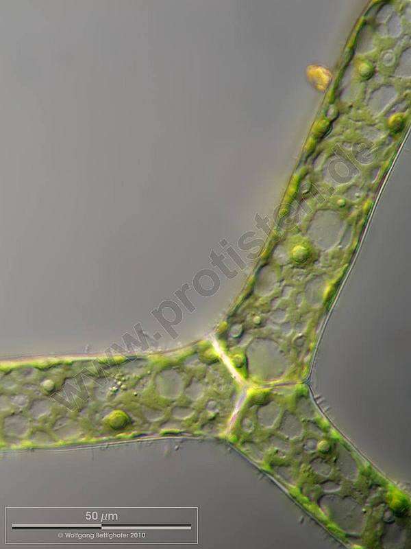 Image of Hydrodictyon reticulatum