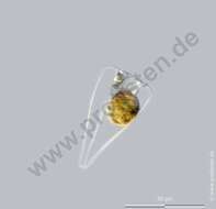 Image of Licmophoraceae