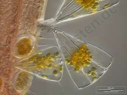 Image of Licmophoraceae