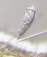 Image of Pyxidiella I. C. Cookson & A. Eisenack 1958