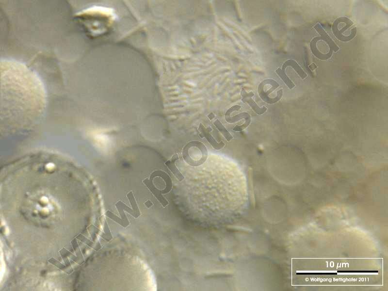 Image of Pelomyxidae