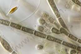 Image of Acrochaetiaceae