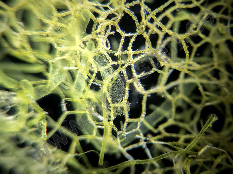 Image of Hydrodictyon reticulatum