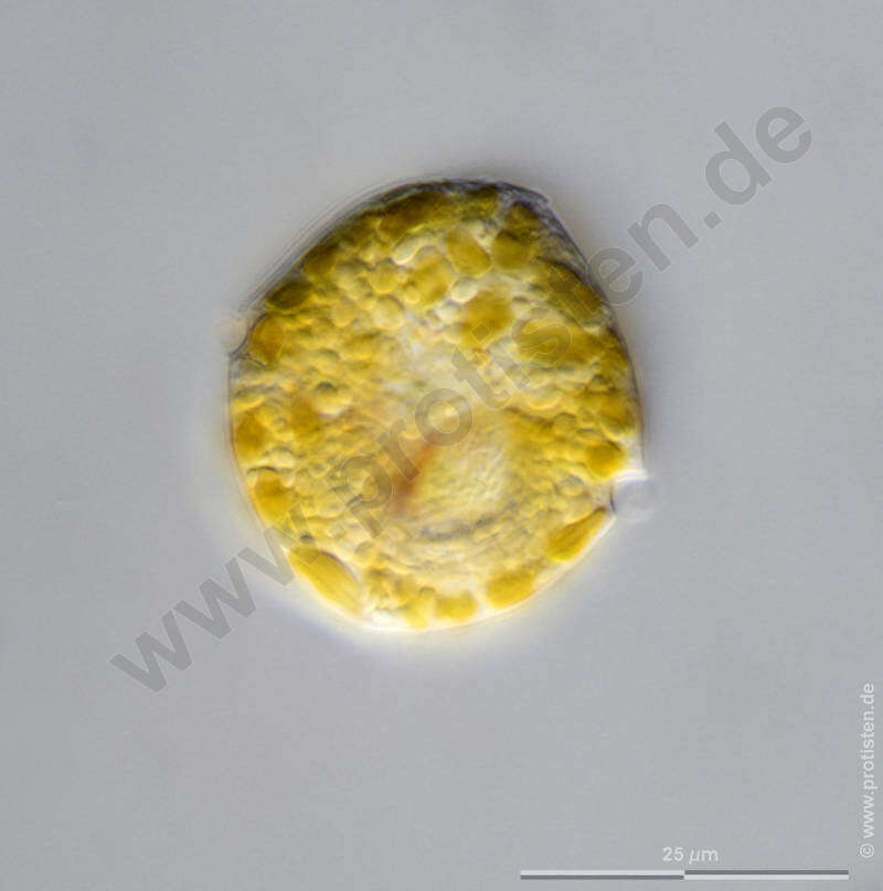 Image of Glenodinium Ehrenberg 1836
