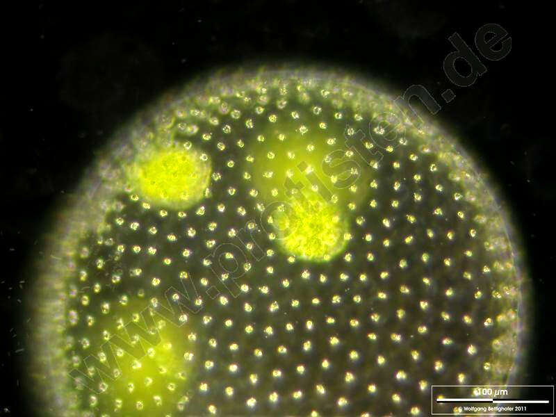 Image of Volvox aureus