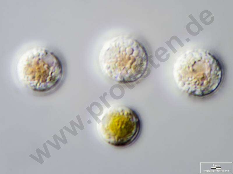 Image of Porphyridium purpureum