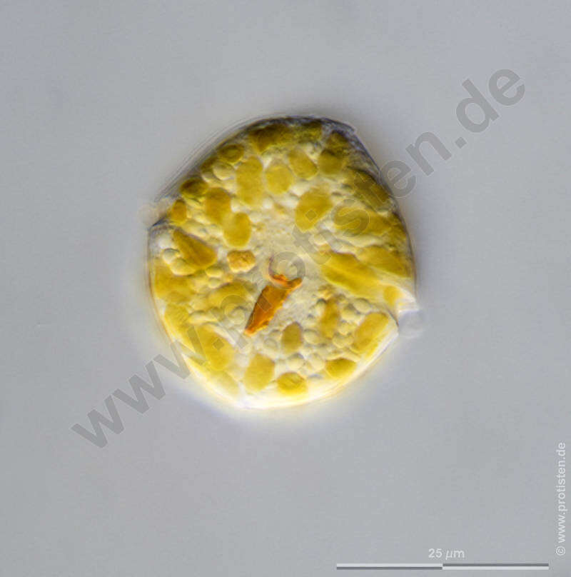 Image of Glenodinium Ehrenberg 1836
