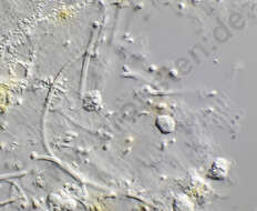 Image de Ciliophrys
