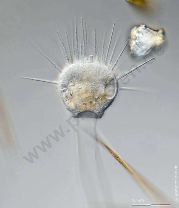 Image of Ephelota gemmipara