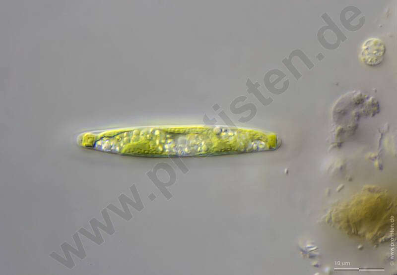 Image de Spirotaenia erythrocephala Itzigsohn 1856