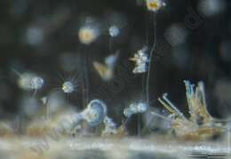 Image of Ephelota gemmipara