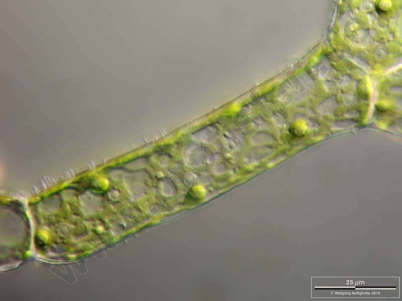 Image of Hydrodictyon reticulatum