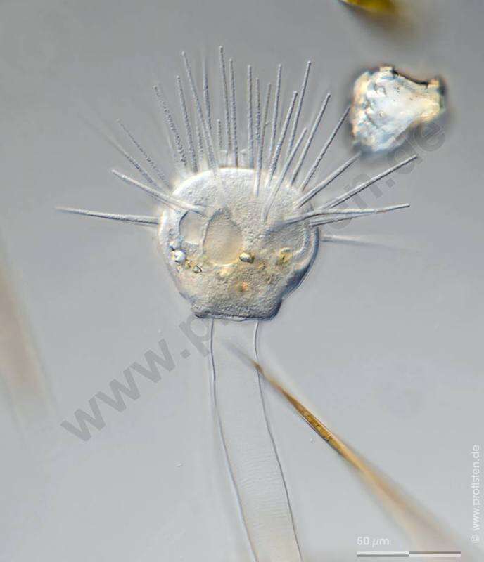 Image of Ephelota gemmipara