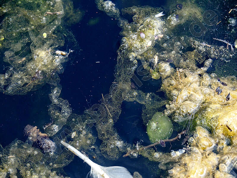 Image of Hydrodictyon reticulatum