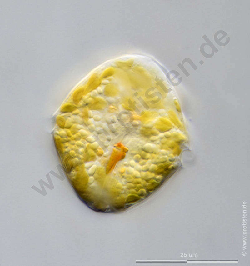 Image of Glenodinium Ehrenberg 1836
