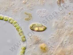 Image of Cryptomonas ovata