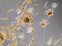 Image of Ephelota gemmipara