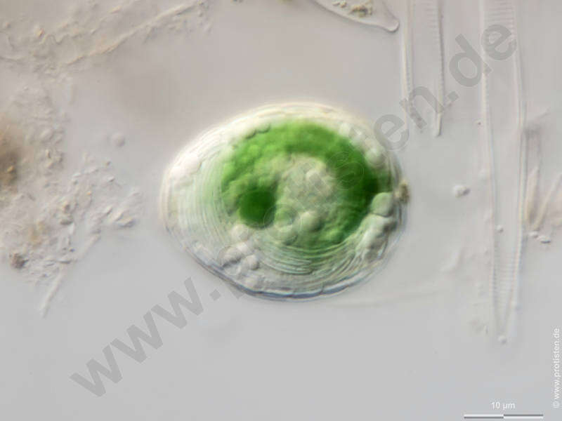 Image of Paulinellidae